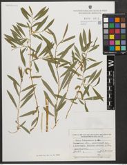 Foto von Salix vinogradovii A. K. Skvortsov